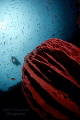   Giant Barrel Sponge Diver  